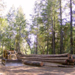 logging-pics07'-003SQUARE