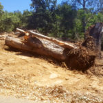 Tree Removal and Maintenance