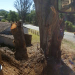 Tree Removal and Maintenance