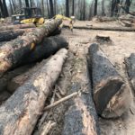 Salvage logging